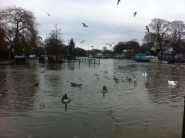 High tides in Twickenham